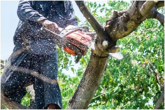 tree services Lincoln